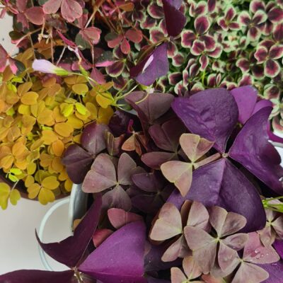 Oxalis <em>triangularis</em>